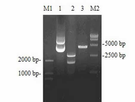 from the 3-mL culture using the plasmid DNA miniprep kit.