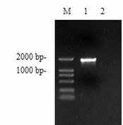 pmd18-h plasmid.