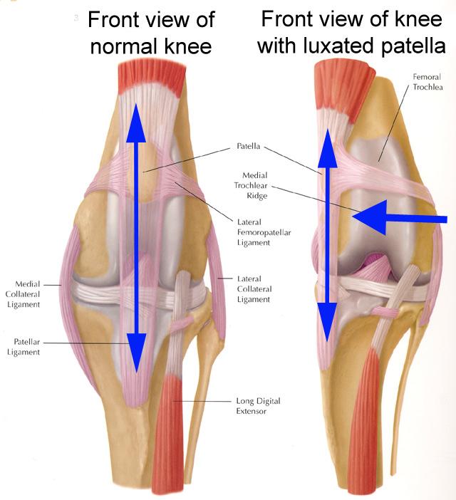 Patellar Ligament Disease. The patellar ligament disease is a condition of the stifle where the cartilage keeping the patella in place over knee joint is weakened or damaged.
