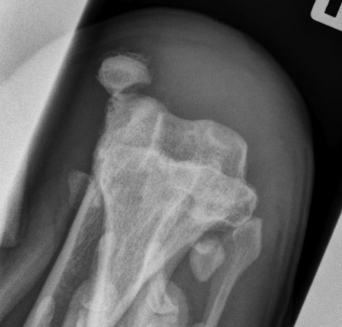 Additional radiographic view A skyline view of the distal femur can be helpful in assessing