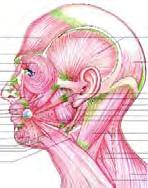Anatomy Avoiding Purpura Counsel patient about the