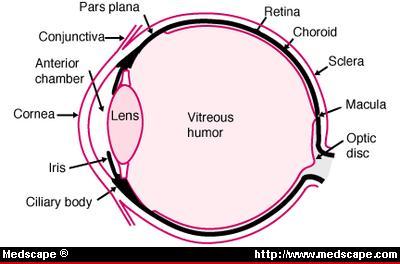 The Uveal Tract Middle layer of the globe Iris,