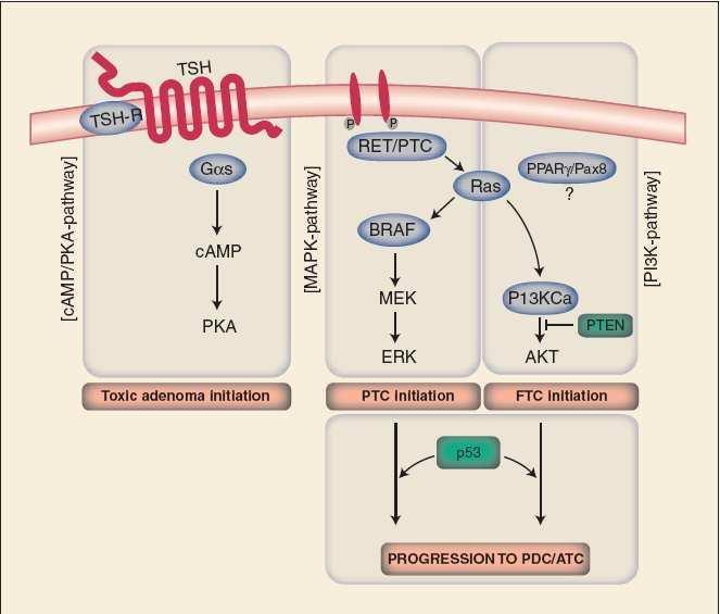 Aberrant activation in PTC B-RAF mutations RAS mutations RET/PTC