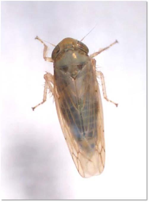 Figure 1. Beet leafhopper adult. Photo credits. OSU-HAREC Ento, A.
