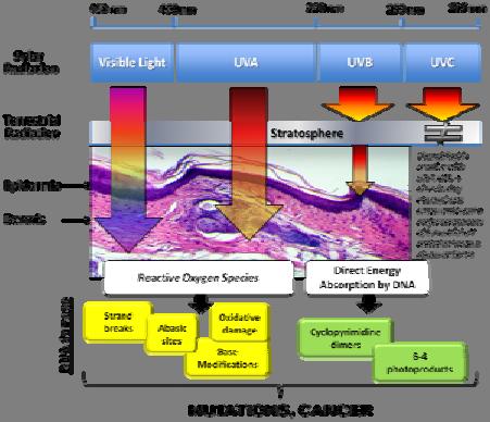 Causes Cancer Initial Presentation Recent Advances in the Biology,
