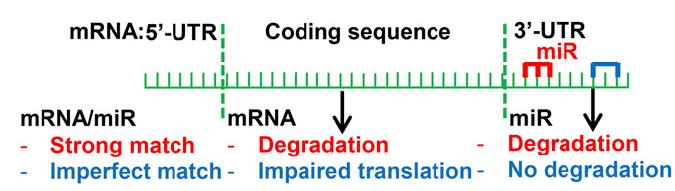 Epigenetics: mirna binds the 3 UTR of mrna 60% of human protein-coding genes are regulated by mirna ~1,800 high confidence mirnas are encoded in the human genome (1.