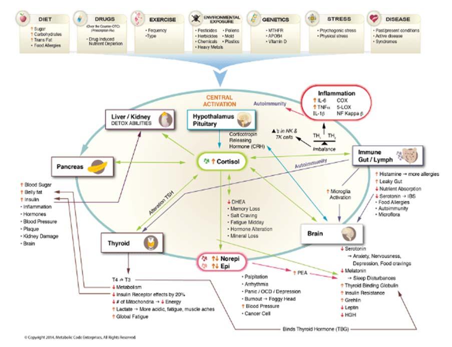 Metabolic Axis of Care Inter-related Systems of Care Metabolic Function Gut/Liver Brain