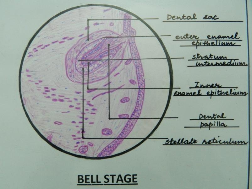 ADVANCED BELL STAGE 1. Hard tissues, including enamel and dentin, develop during this stage of tooth development.