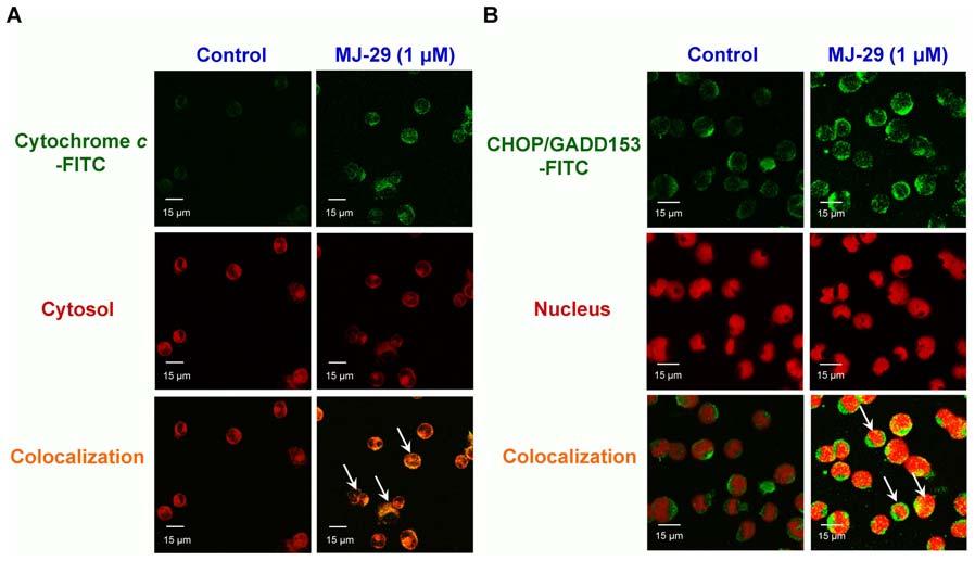 Figure 4. MJ-29 stimulates the translocations of cytochrome c and CHOP/GADD153 levels to cytosol or nucleus in WEHI-3 cells.
