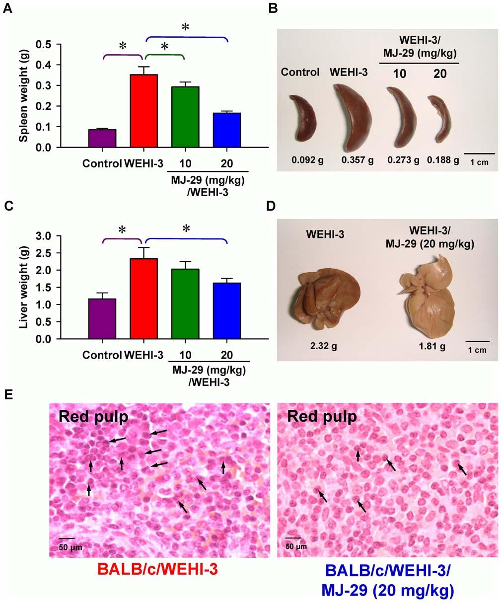 Figure 7. Effects of the weights in spleen and liver as well as histopathological examination of spleen tissues on MJ-29-treated leukemic mice.