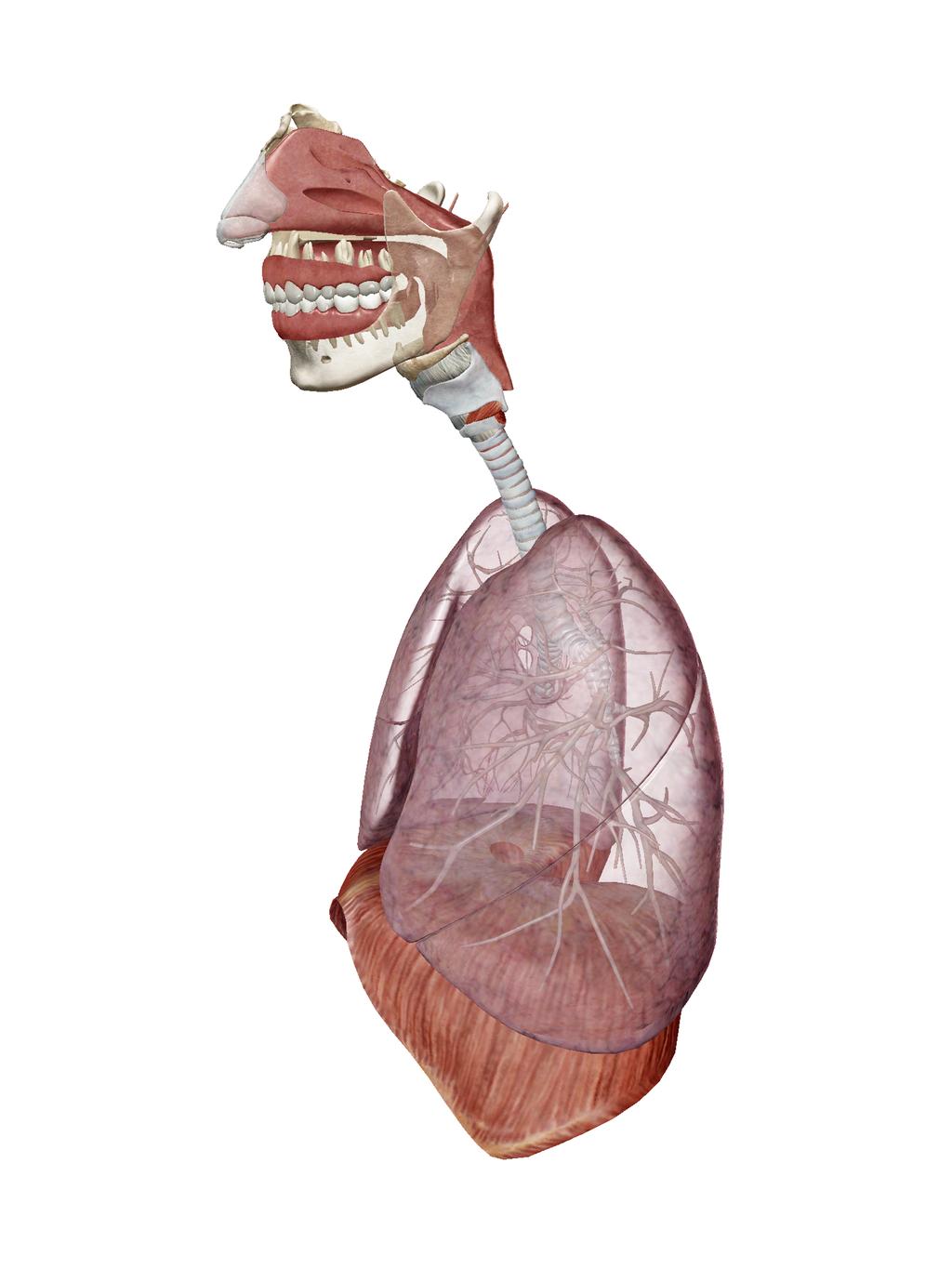 Activity 1: Respiratory System Lab Launch Human Anatomy Atlas. Navigate to Quizzes/Lab Activities, find the Respiratory Lab section. Don t have AR? Select view 1. Respiratory System. 2.