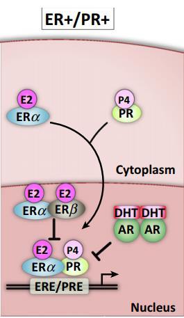 PR in endocrine biology In breast development ER is responsible for the growth of the ducts whereas PR is responsible for the growth of lobules.