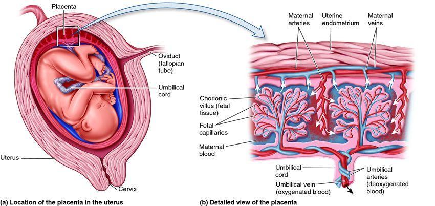 dok se praktično sva prehrana u kasnijoj fazi ostvaruje difuzijom kroz posteljičnu membranu (Guyton i Hall, 2006). Slika 1. Prehrana fetusa (Guyton i Hall, 2006).