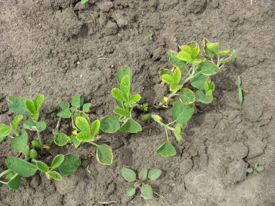 Boron Toxicity in Soybeans 5 lb/ac B
