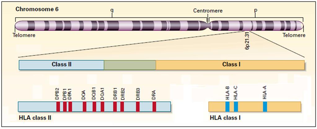 The Human Leukocyte Antigen (HLA) System multiple genes chromosome 6 inherited as haplotype (one from each parent) structural genes: Class I