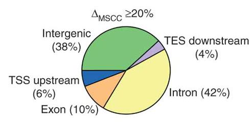 DNA methylation is global ~70% of all CpG dinucleotides are methylated 50,000,000 Lister 2009 Nature