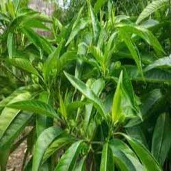 Aloe Vera, Boswellia Serrata, Cedrus Deodara, Cassia