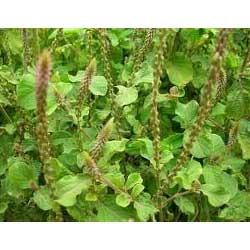 These herbs are classified into various categories like Rauwolfia