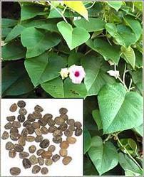Coimbatore, we offer Natural Herbal