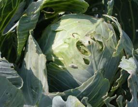 iocont Laboratory Effect of on the cabbage moth in cabbage Locality: Gy r, Hungary, 22 Dosage: 4 x 1 caps/ha Date of evaluation: 5.8.