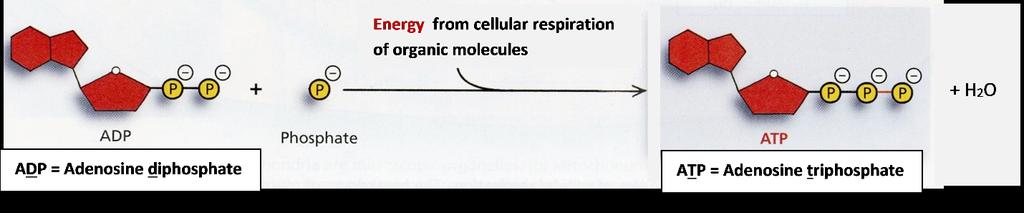 Name: Per: Photosynthesis, Cellular Respiration and Energy Concept Practice Packet Date: I. How do biological organisms use energy?1 IA.