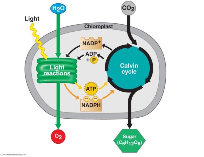 Photosynthesis takes place in chloroplasts inside leaf cells. This diagram of a chloroplast provides another model of photosynthesis.