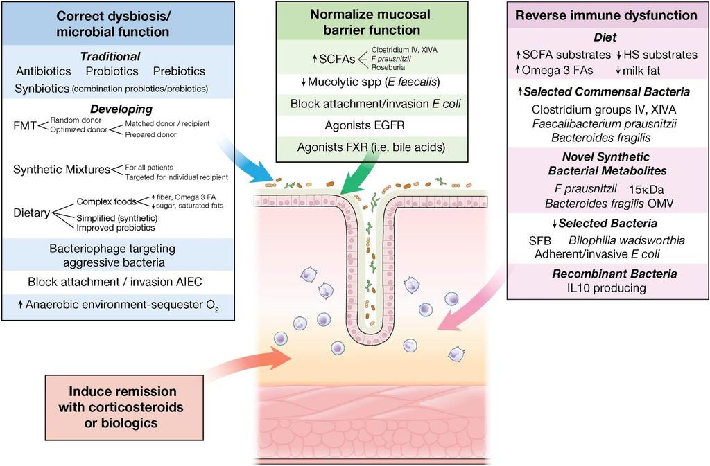 Figure 4 Treatment of IBD by Altering Microbial Composition or Function
