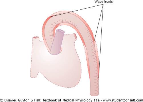 Mean arterial pressure Transmission of the pressure pulse along the aorta