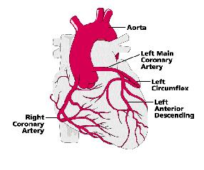 Left Coronary Artery LCA Divides into left anterior descending and circumflex artery It is the main supply of the left ventricle, septum, and anterior wall *Occlusion to LAD can result in pump
