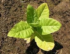Nicotine derived from the tobacco plant considered a