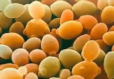 Saccharomyces cerevisiae (Yeast) Used in many cell/biochemical investigations Easy to manipulate and rapidly grows As a eukaryote, it shares similar