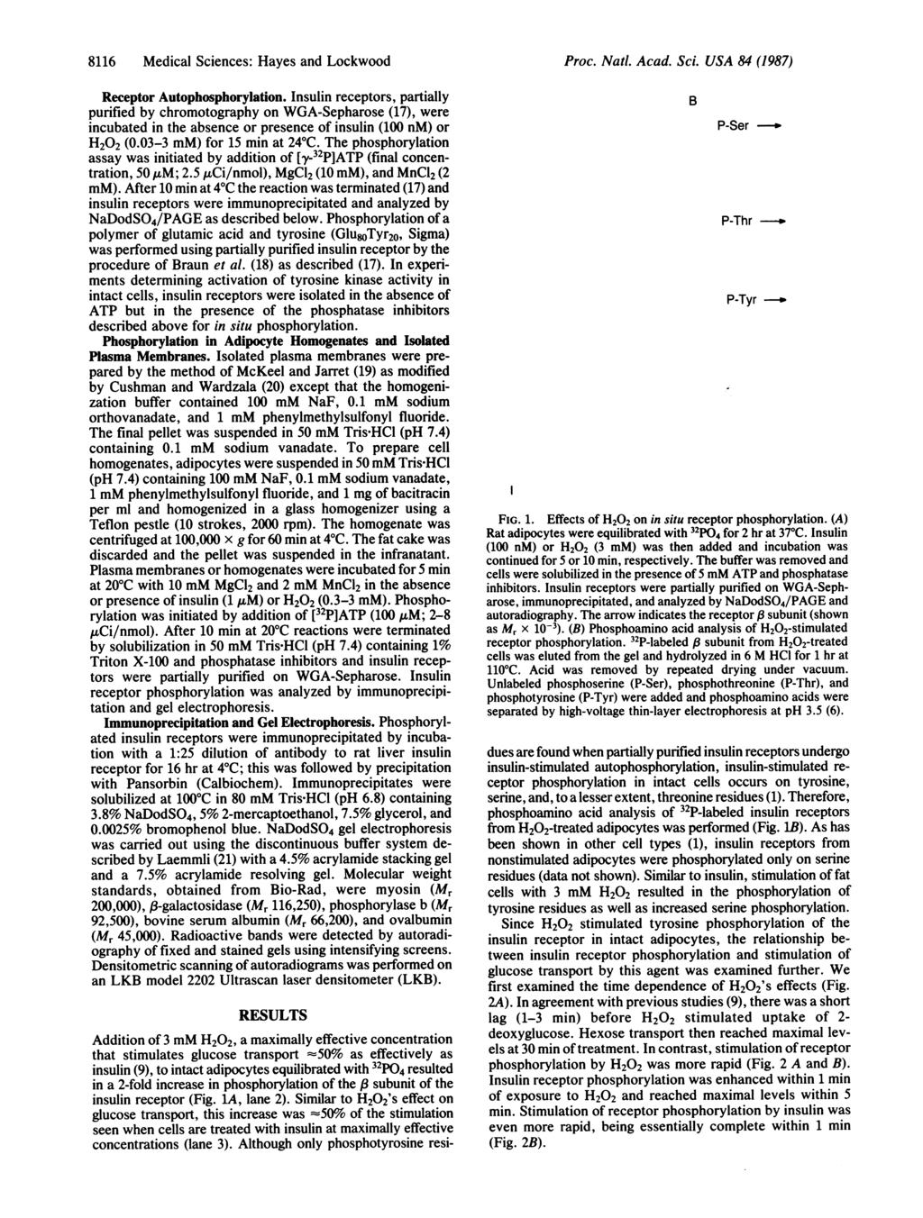 8116 Medical Sciences: Hayes and Lockwood Receptor Autophosphorylation.
