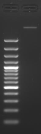 Agarose gel electrophoresis of RNA (left panel) and DNA