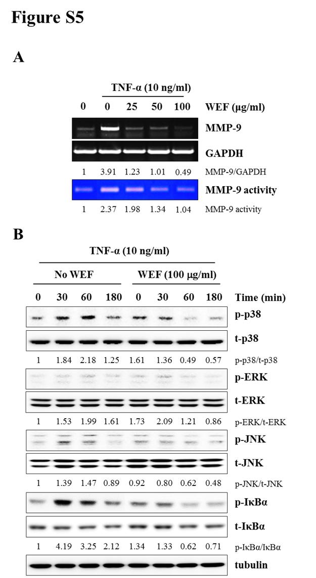 Figure S5. WEF reduces TNF-α-induced MMP-9 expression and activity via suppression of NFκB activation in B16F10 cells.