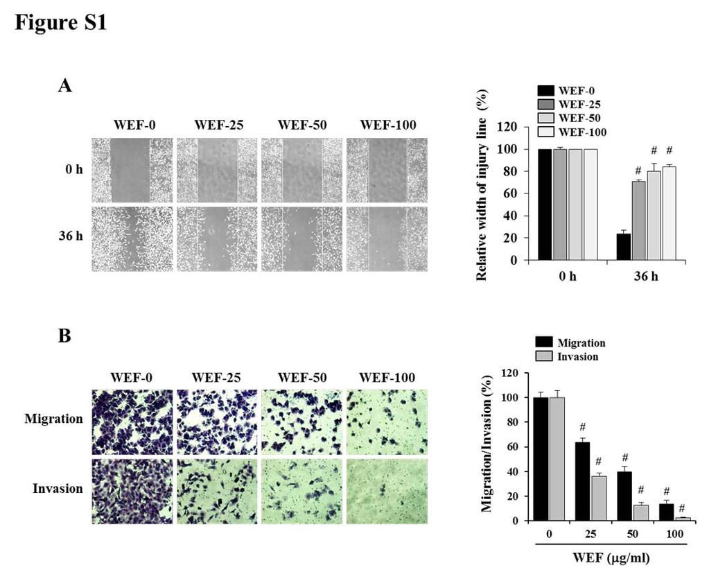 Figure S1. WEF inhibits the migration and invasion of HT1080 cells.