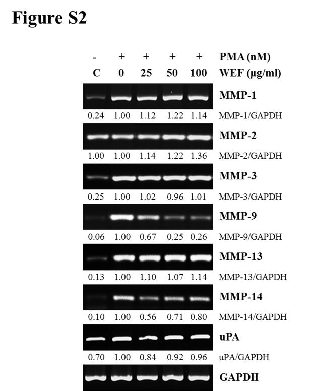 Figure S2. WEF reduces transcriptional expression of MMPs under PMA stimulation.