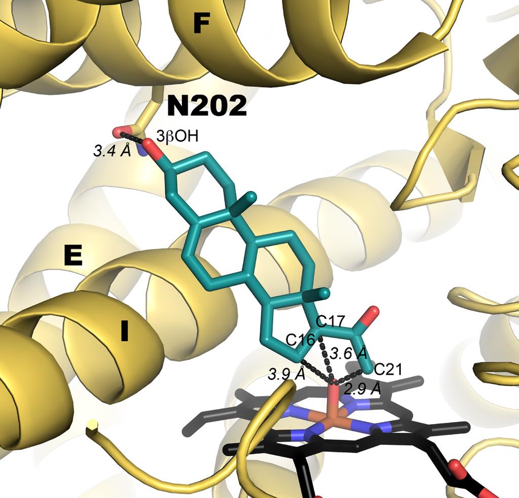 RESEARCH SUPPLEMENTARY INFORMATION Supplementary Figure 4. Pregnenolone (blue sticks) docked into CYP17A1 modeled as Fe(IV)=O. The C17 carbon of pregnenolone is 3.