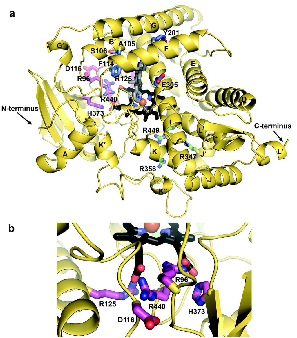 SUPPLEMENTARY INFORMATION RESEARCH Supplementary Figure 5. Structure of CYP17A1 with select functionally relevant mutations shown as sticks.