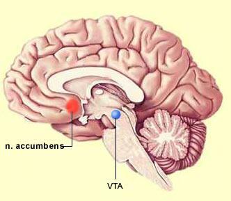 The brain consists of several large regions, each responsible for specific activities vital for living.