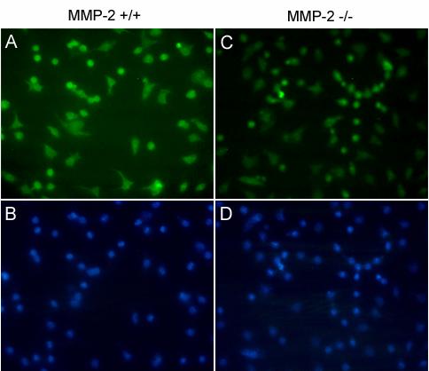 Figure 4.6 Immunofluorescence staining of integrin beta 3 expression in MMP-2 deficient macrophages. Immunofluorescence staining for integrin beta 3 on macrophages was performed.