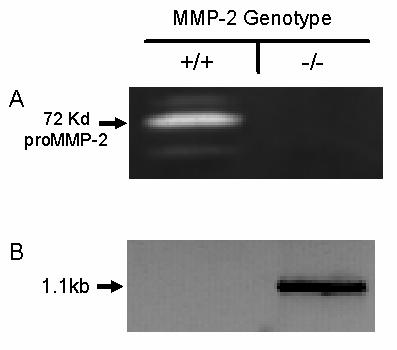 Figure 5.1 Confirmation of MMP-2 genotype of bone marrow donors and recipient mice (A) Gelatin zymography of extracts (15µg) of aortas of MMP-2+/+ and -/- x apoe-/- mice.