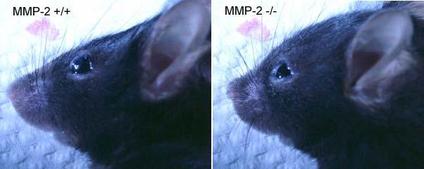 Figure 3.1 Craniofacial differences between MMP-2 +/+ and MMP-2 -/- mice.