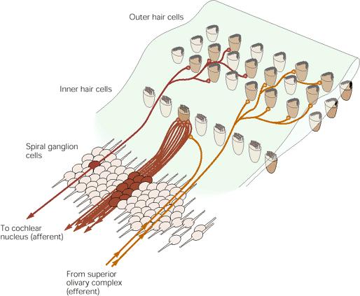 One-to-one innervation of inner hair cells by auditory nerve fibers Each auditory nerve fiber connects with 1 inner hair cell 1 inner