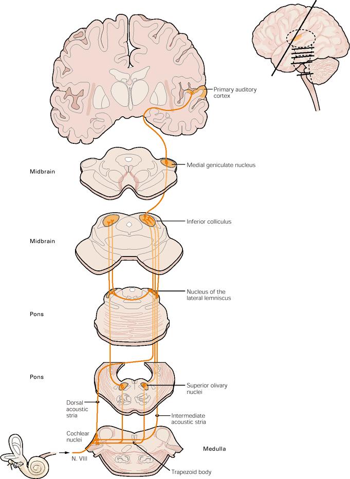 Pathway to brain VIIIth cranial nerve auditory nerve projects to cochlear nucleus in medulla Ipsilateral projection only for auditory nerve Projection
