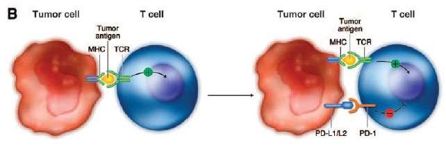 PD-1 receptor is upregulated on activated T cells and subsequently binds to one of its ligands,