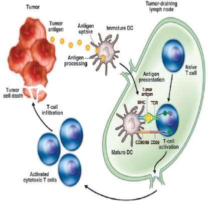 Immature DCs, which capture and process tumor Antigens DCs undergo maturation and migrate to tumor-draining lymph nodes they present tumor antigens within MHC molecules to naïve T cells, triggering a