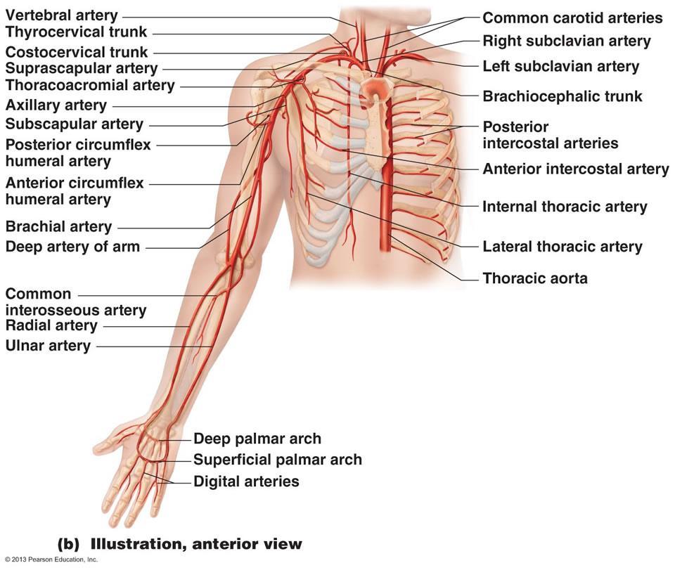The arteries of the upper limb The brachial artery usually begins as a continuation of the axillary artery at the inferior border of the teres