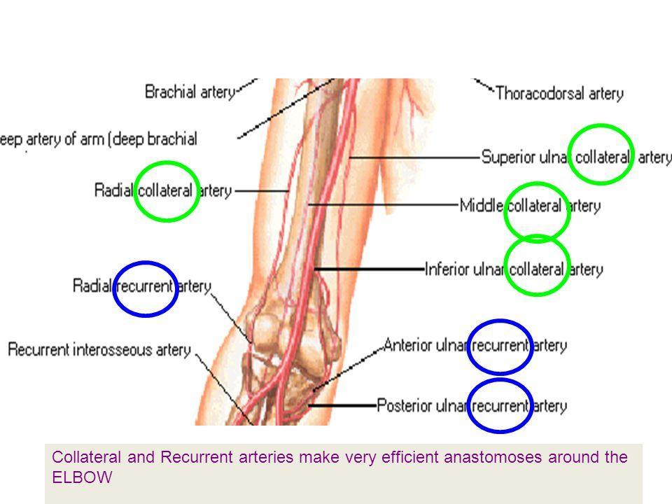 Elbow anastomosis