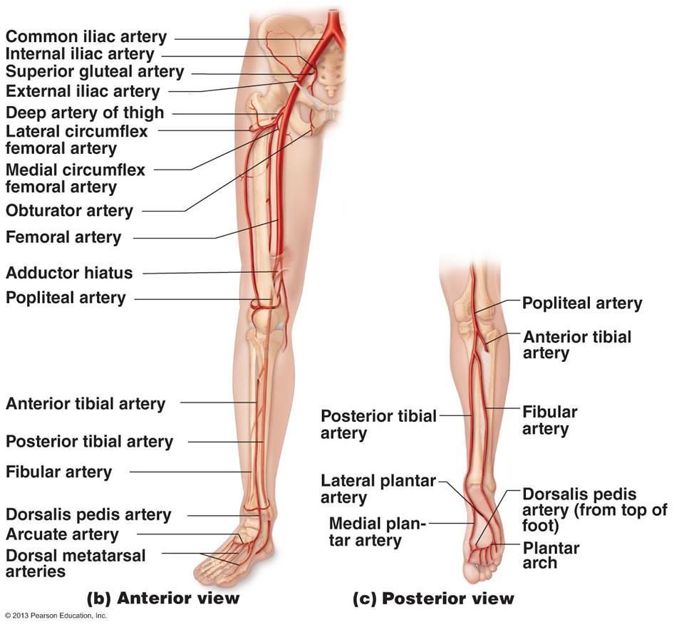 The arteries of the lower limb The main artery of the lower limb is femoral artery.