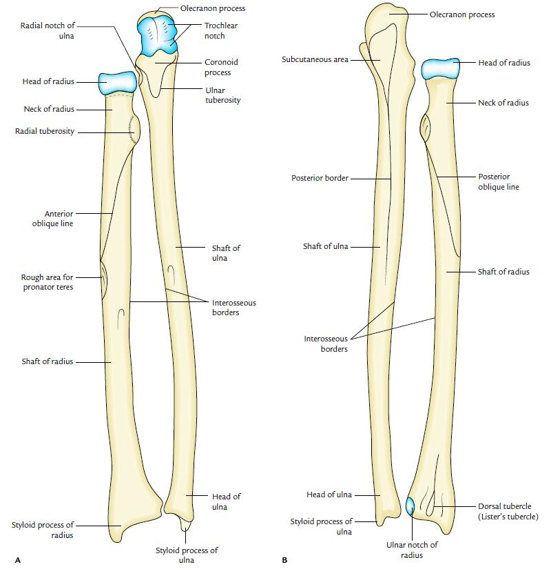 Figure 36: The radius and ulna in anterior (A) & posterior (B) views The radius The radius is the lateral bone of the forearm.
